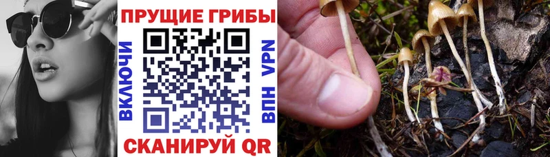 Галлюциногенные грибы Psilocybine cubensis Купить где Луховицы